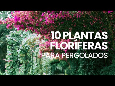 Vídeo: Plantas de pérgola: quais são as melhores plantas para um pérgola?