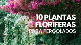10 plantas floríferas para pergolados - thptnganamst.edu.vn