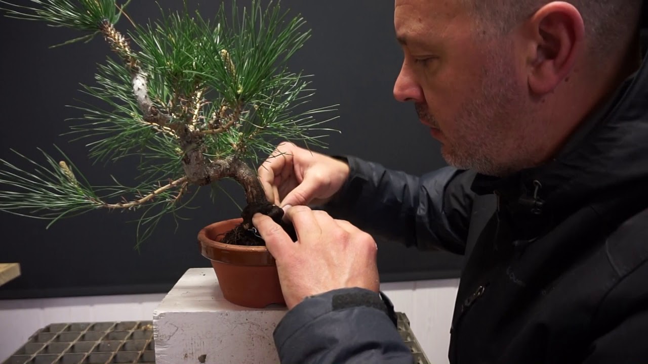 formando pinos thumbergi // parte 2 trasplante