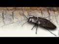 Was It Designed? The Sensors of the Black Fire Beetle