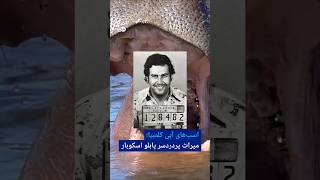 اسب‌های آبی کلمبیا؛ میراث پردردسر پابلو اسکوبار | #دویچه_وله | #shortsviral