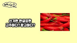 고추하다?  망고하다? 신기한 한글표현