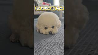 굉장히 Emergency한 상황을 끈기로 극복한 강아지