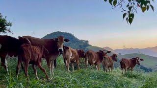 A MAITÊ VOLTA PARA O PASTO - O MODERNO E ANTIGO - FERRADURA DE ADORNO