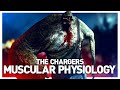 The Charger from L4D2 Muscular Growth Explained | How the Right Arm Grew at the Cost of the Left