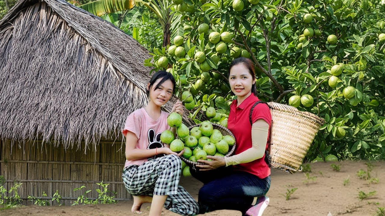 Mini Guva Harvesting 1000+ Clean Mini Guava Fruit On The Roof Goes To Market Sell ...
