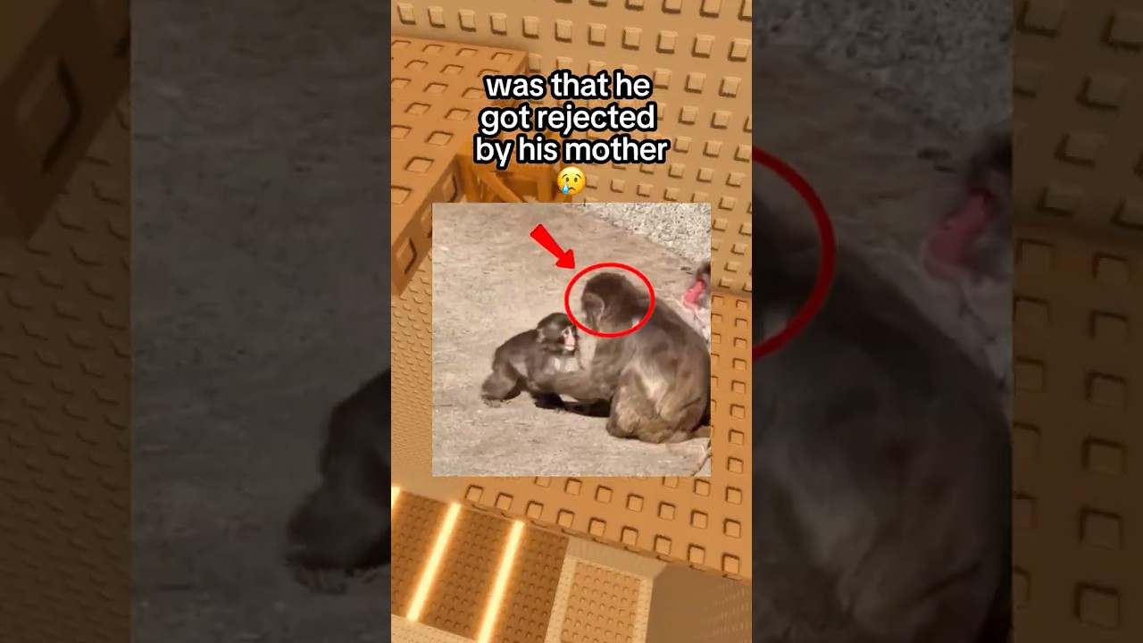 Бедная обезьянка 💔