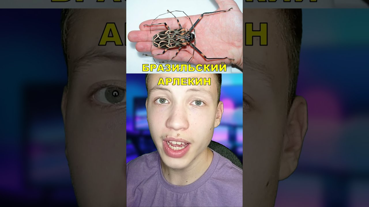 БРАЗИЛЬСКИЙ ЖУК АРЛЕКИН