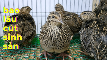Nuôi Chim Cút Bao Nhiêu Ngày Đẻ Trứng - How Long Does Quail Start To Lay Eggs?