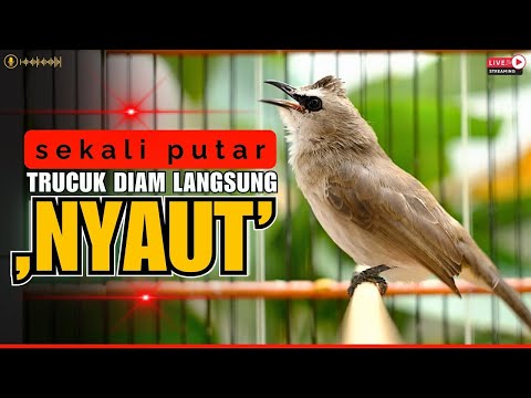 trucukan gacor TARUNG ROPEL PANJANG pancingan trucukan agar bunyi jadikan burung trucuk gacor NYAUT