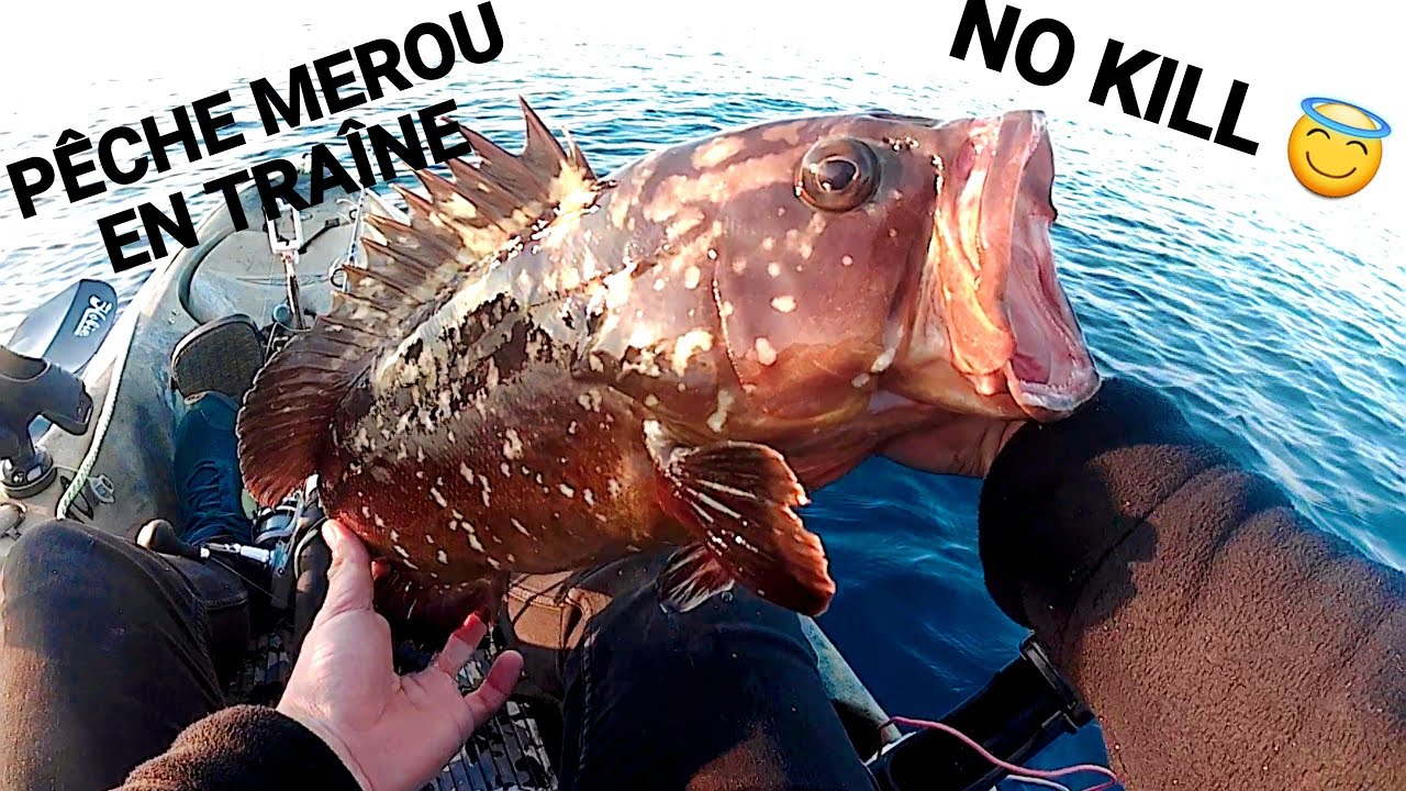 MEROU no kill: Pêche en mer en kayak en traîne au vif