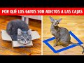 Comportamiento animal 101: De la A a la Cebra