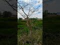 mini vlogs hai