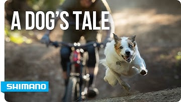 A Dog