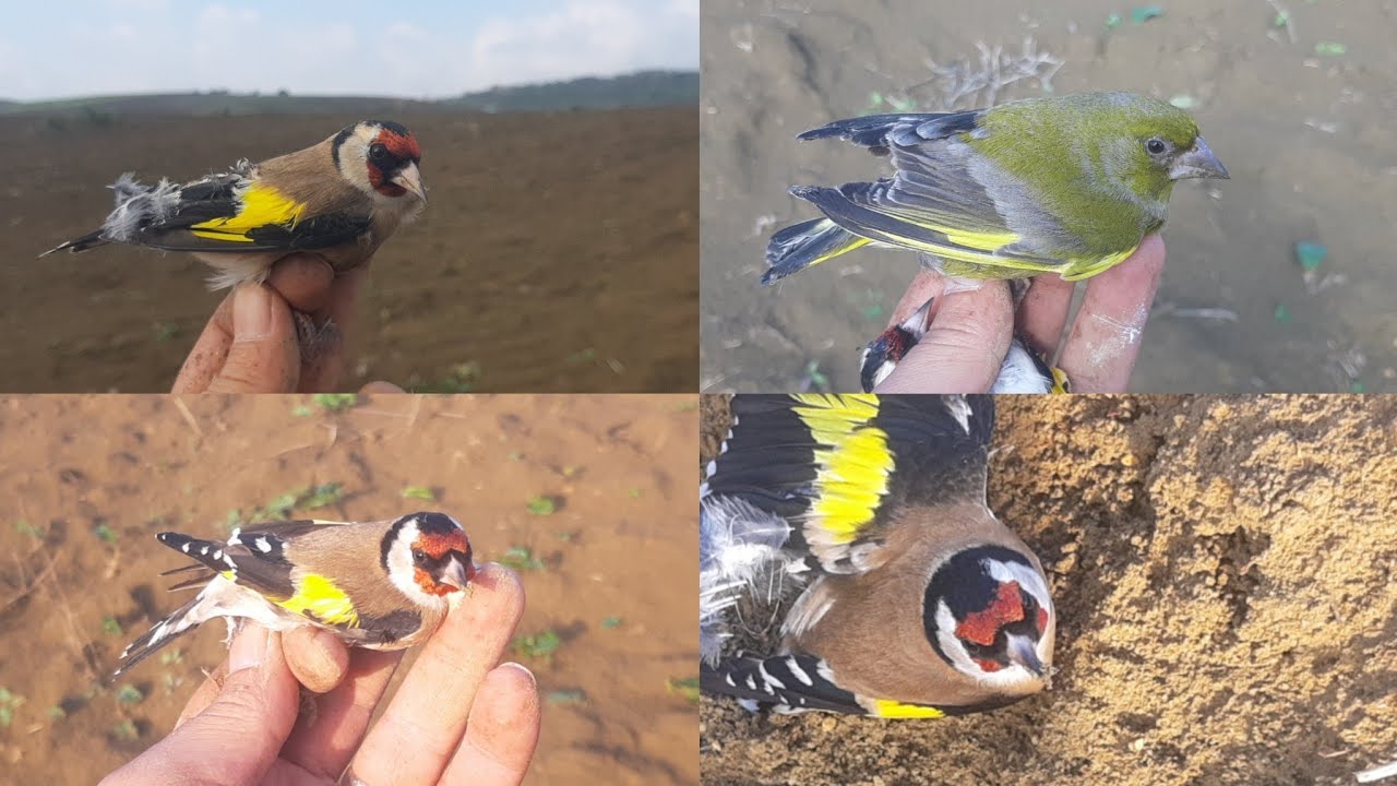 شاهد أحسن والروع صيد طائر الحسون الإسباني في المغرب و بطريقة جديدة مع مصطفى في البرية