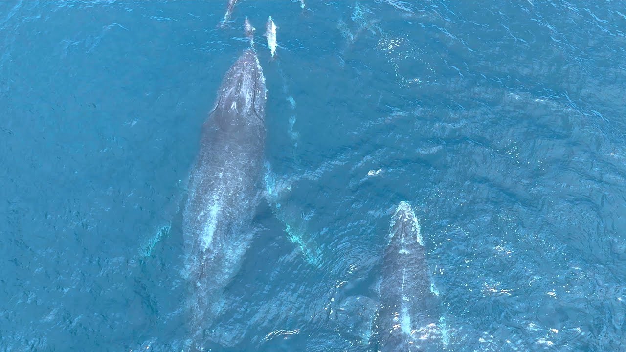 Dolphin Sex, Humpback Feeding, and Minke Whales! Weekend Recap 4K HDR