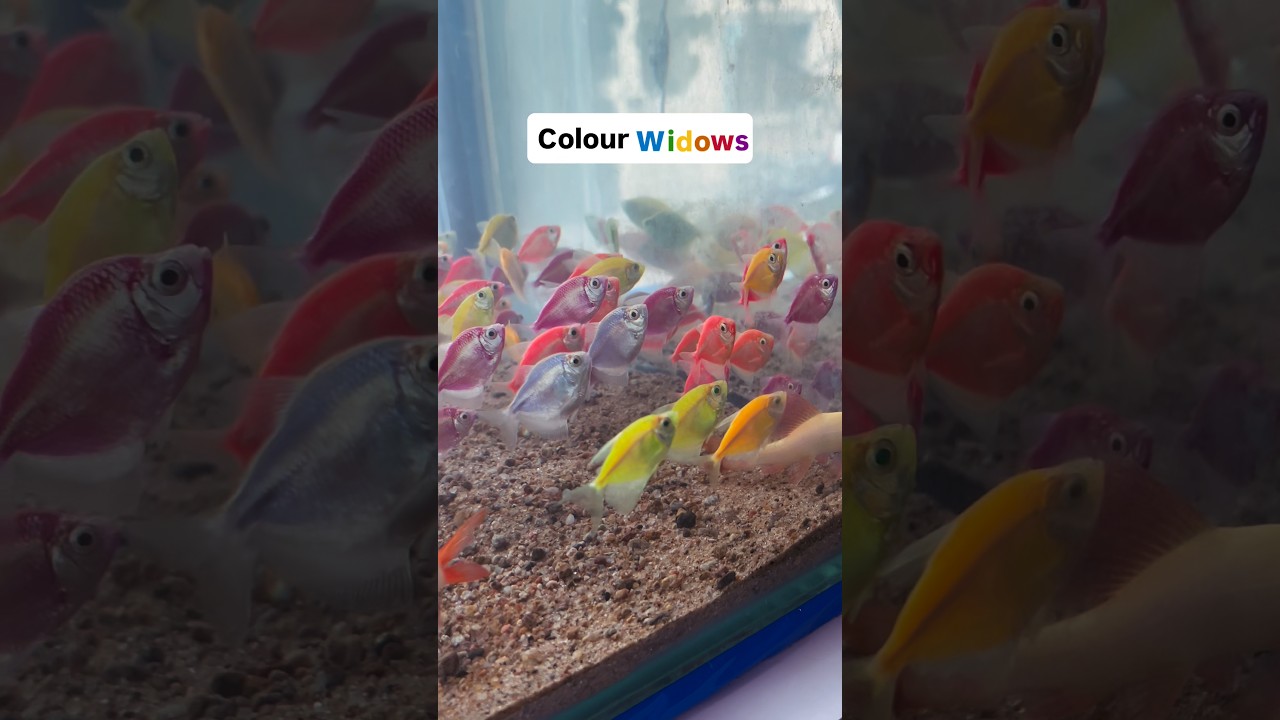 Viral fish in Aquarium 