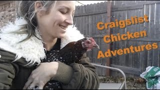 Craigslist Chicken Adventures