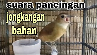 PANCINGAN AMPUH BURUNG JONGKANGAN NGERIWIK SAMBUNG NGEPLONG