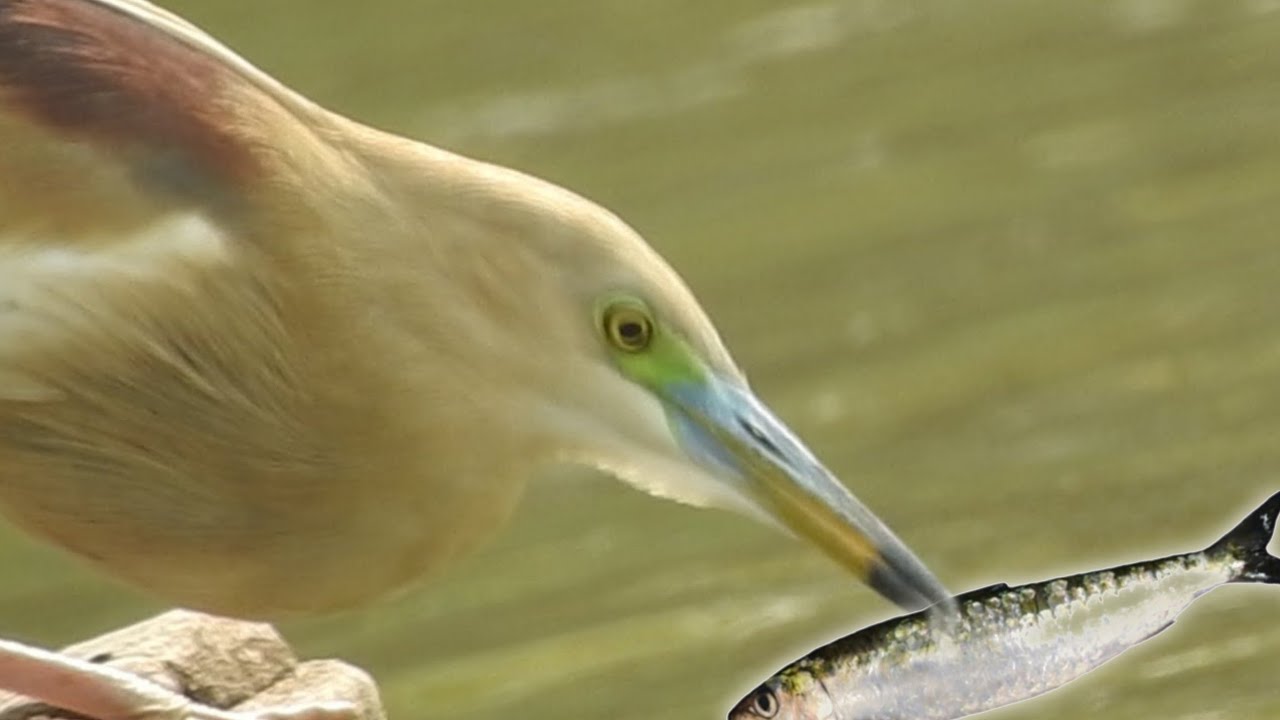 safari discovery jungle live animals cams live YouTube