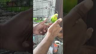 tamed budgies #budgies #birds #tamebird #parrot #love