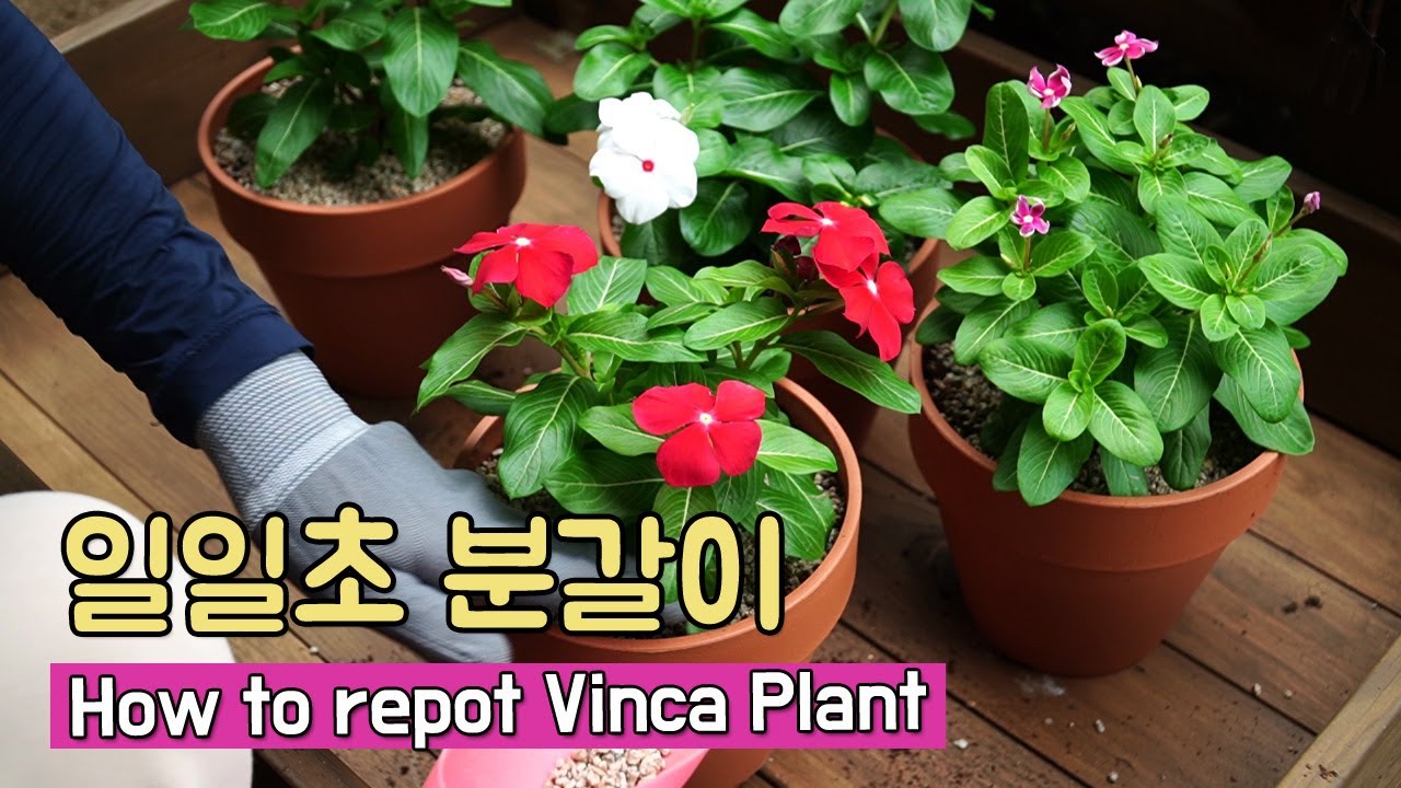 [일일초 키우기/분갈이]포트 식물로 키워보려고 분갈이 했어요 (How to repot Vinca Plant, ニチニチソウの