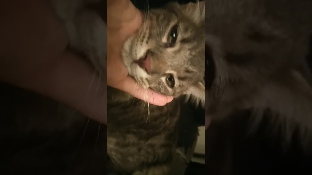 camera iphone 8 plus apk Feeding my cats catnip
