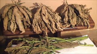 RUSTICA TOBACCO: My Story, from Seed to Harvest... (and some tips on drying/curing)