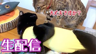【生配信11/10】術後服ナナちゃんがレスラーっぽく見えて仕方ない生配信