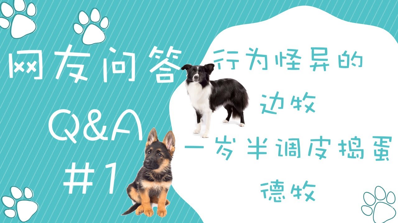 1行为怪异的边牧，2一岁半调皮捣蛋的德牧「网友问答Q&A」