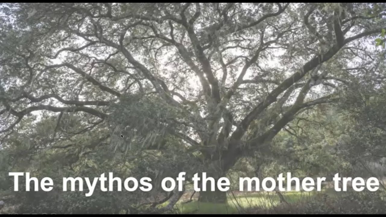 MMS Lecture Series - June 2025 - Mythos of the Mother Tree with Cecelia Stokes
