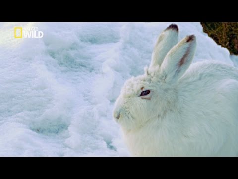 Vidéo: Comment Les Lièvres L'hiver