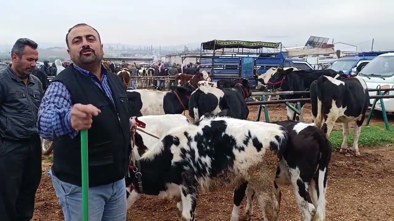 سوق الأبقار في بشمارون بتاريخ 15/11/2025 رقم التواصل ( 0968337737 ).