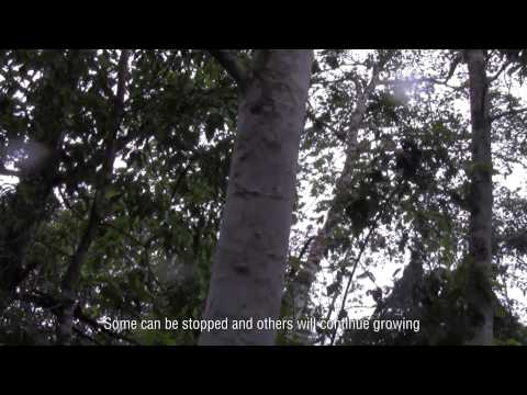 INKANAT PERÚ | SANGRE DE GRADO - video from INKANAT