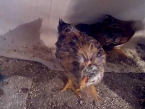 Хочется по больше курочек, а получается как всегда.