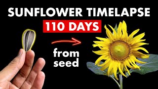 Download Lagu Growing SUNFLOWER 🌻 From Seed - 110 Days Time Lapse MP3 Download Lagu Growing SUNFLOWER 🌻 From Seed - 110 Days Time Lapse MP3