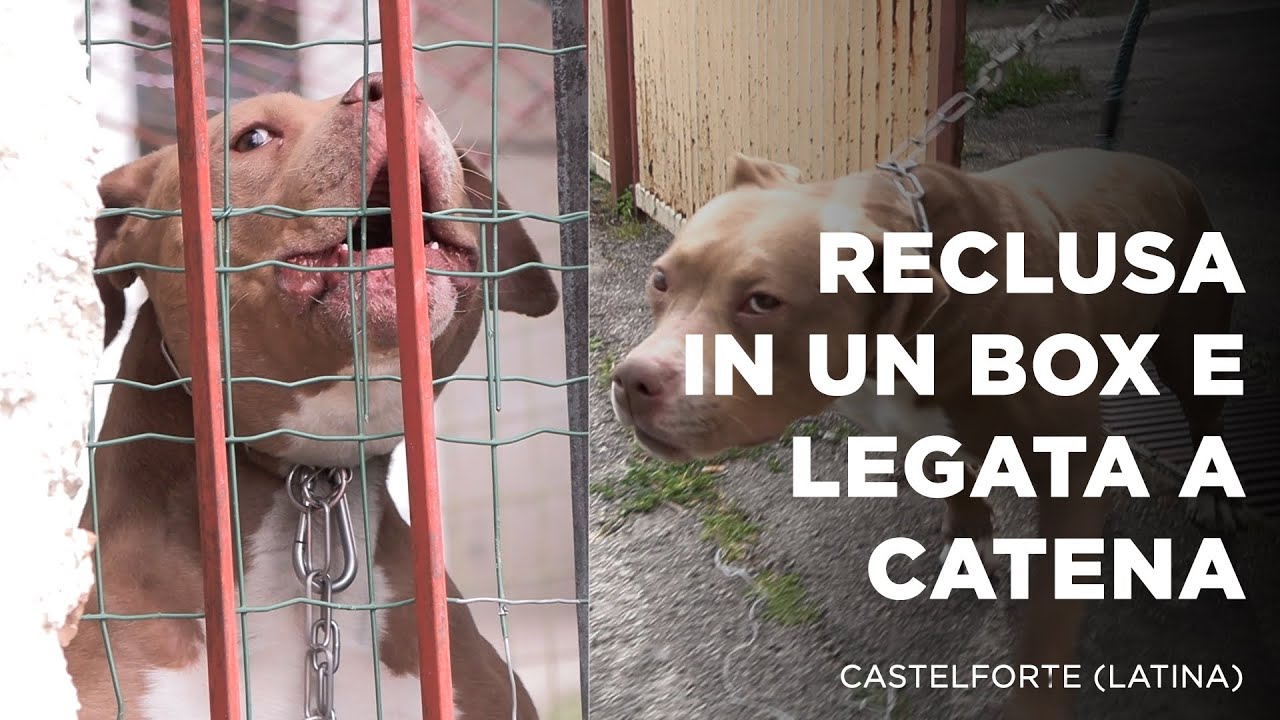 IL CANE CHE CHIUSO NEL RECINTO E PERFINO LEGATO A CATENA CORTA - YouTube