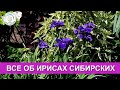 Ирисы Сибирские. Что нужно знать о сибирских ирисах.