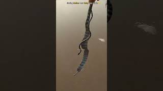 #animalevolution #animals #animaljourney #naturezasurpreendente #naturalezaincreible   #viral