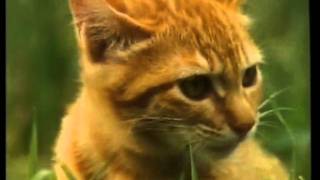 Full 04/10 - Orig Milo & Otis - The Adventures Of Chatran - Koneko Monogatari Guide