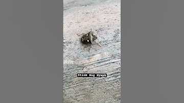 Young Stink Bug Nymph (Shield Bug) #insects