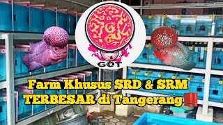Review Farm Louhan SRD & SRM Terbesar di Tangerang #review #louhan #louhansrd #tangerang