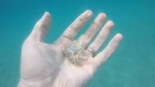 Small crab hiding in sand