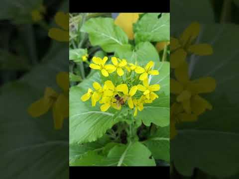 李宗盛~油麻菜籽
