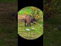 Русская охота на дикого кабана в тайге | Dangerous Wild Boar Hunt #shorts #shortsfeed #shortvideog