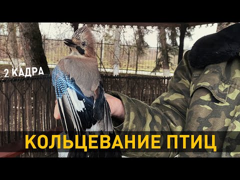 Кольцевание птиц. Всё о профессии орнитолог. 2 кадра 24.12.2020