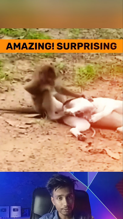 Dogs vs Defiant Monkey! Terrifying Showdown |Shocking Wildlife Encounter