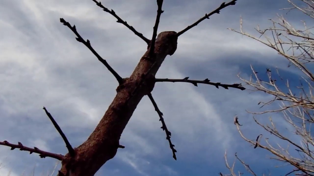 Poda de Damasco Agosto 2019