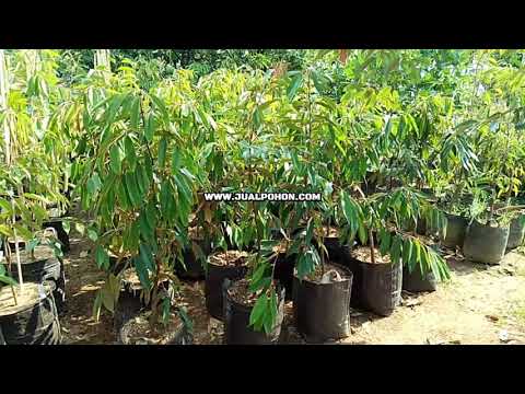 Jual Pohon Durian Musangking Asli dan Unggul Siap Buah !