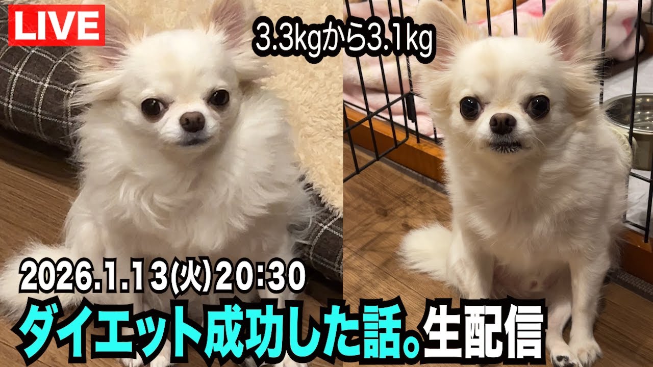 【デカチワワがダイエット成功した話】生配信